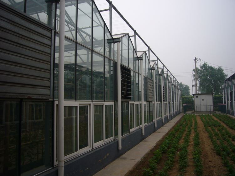 Agricultural Glass Greenhouse