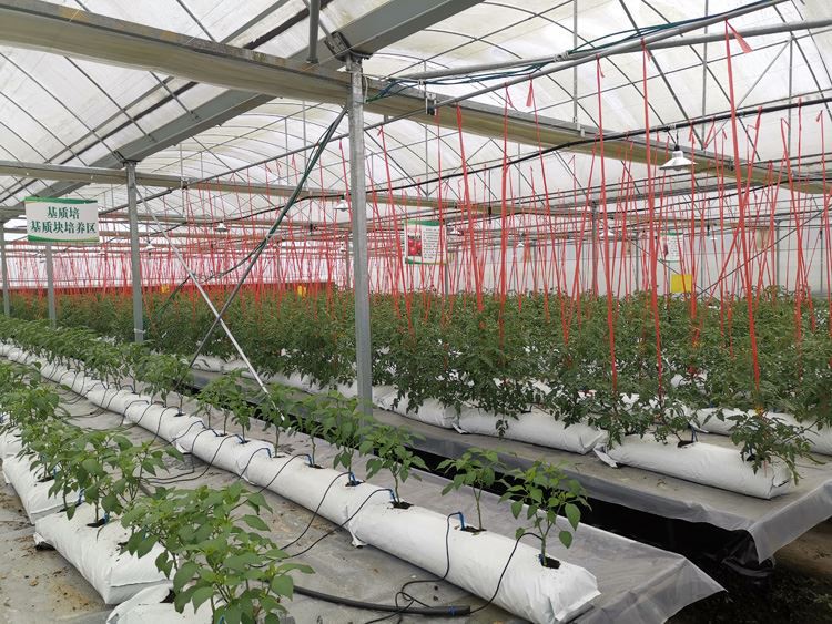 greenhouse greenhouse