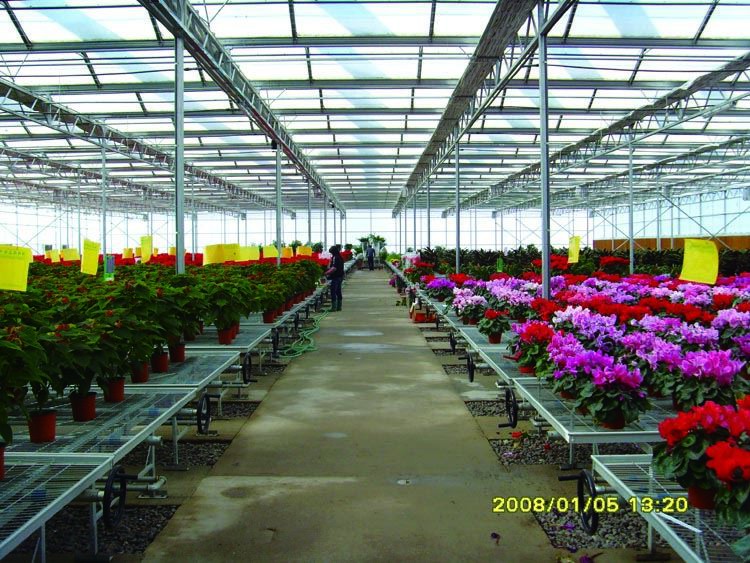 Glass Greenhouse