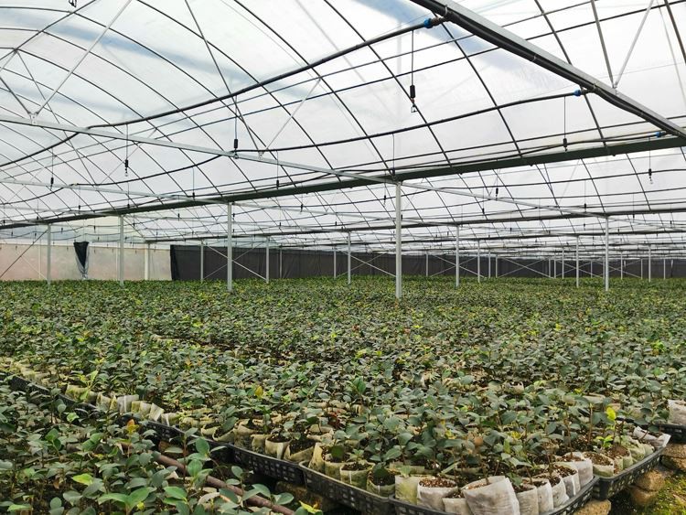 Film greenhouse Film greenhouse