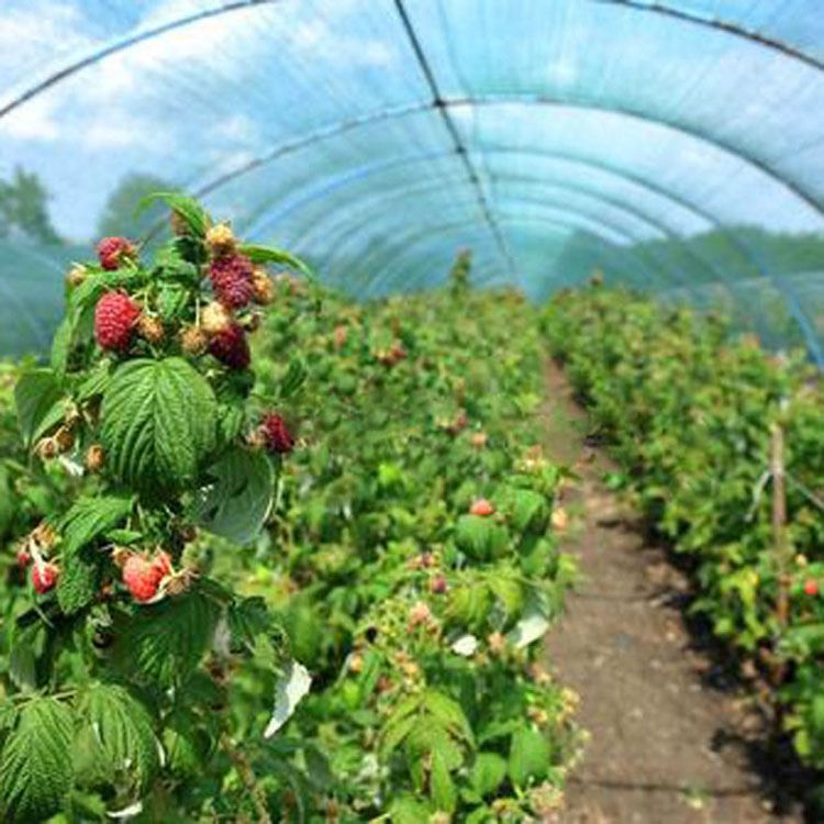 Greenhouse Greenhouse