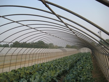 Precautions for the strength of the wall in the construction of vegetable greenhouses Precautions for the strength of the wall in the construction of vegetable greenhouses