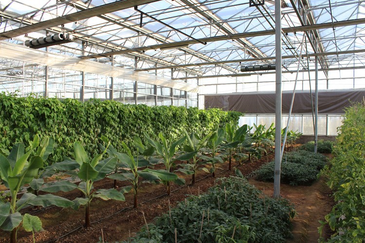 Build a Greenhouse