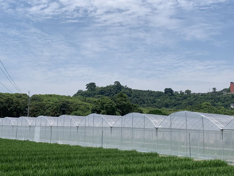 Parameters and utilization of galvanized pipes in greenhouses Parameters and utilization of galvanized pipes in greenhouses