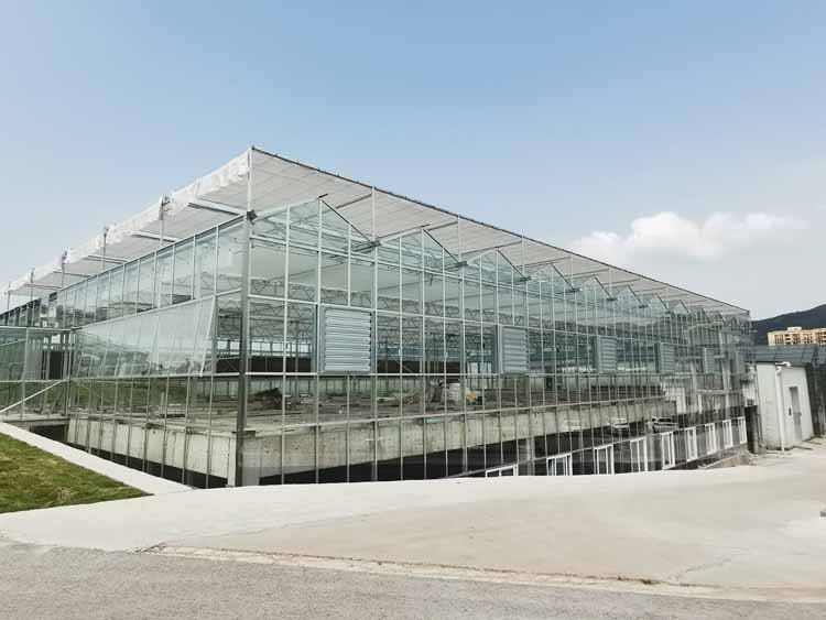 What to do if the soil salinization in the greenhouse is serious Solutions to soil salinization